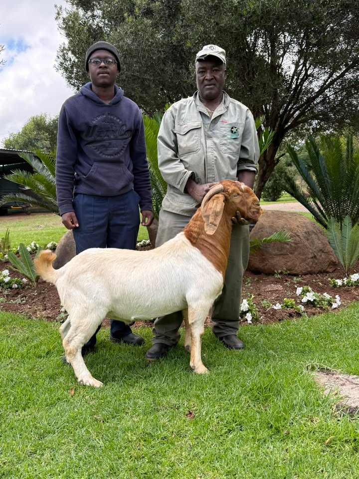 Rotsveld Boerdery Boerbok Stoet