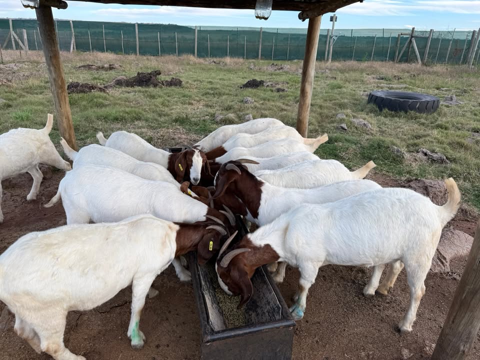 Rotsveld Boerdery Boerbok Stoet