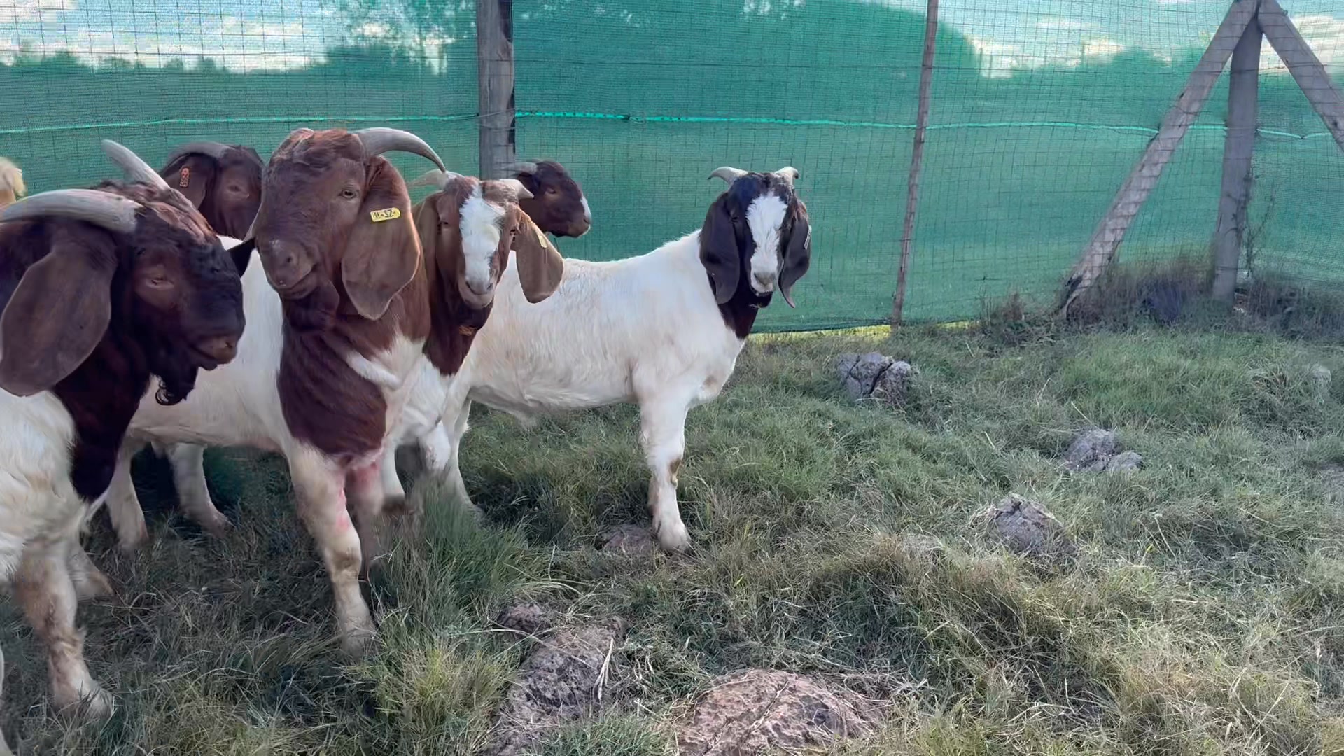 Rotsveld Boerdery Boerbok Stoet