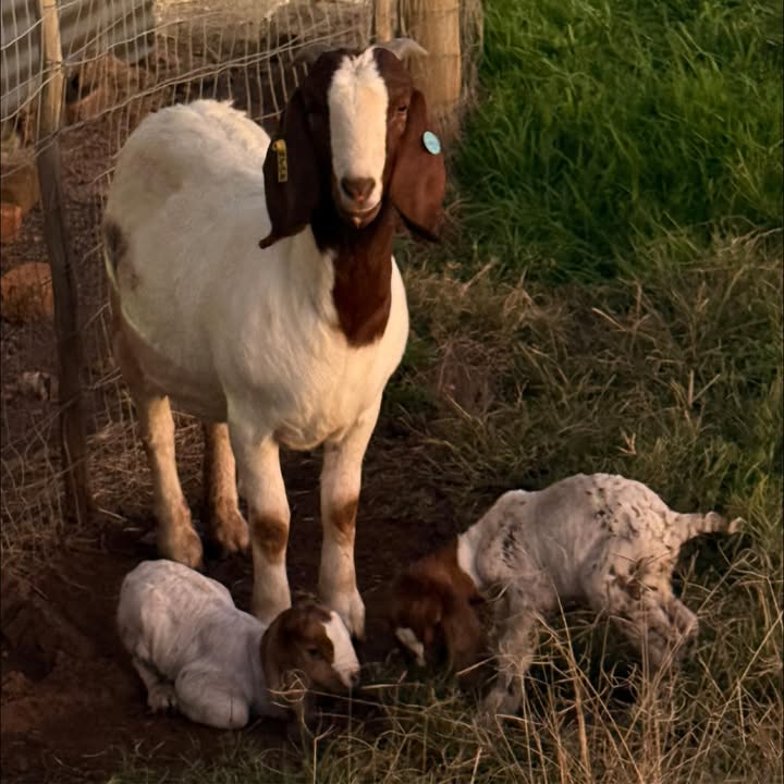 Rotsveld Boerdery Boerbok Stoet