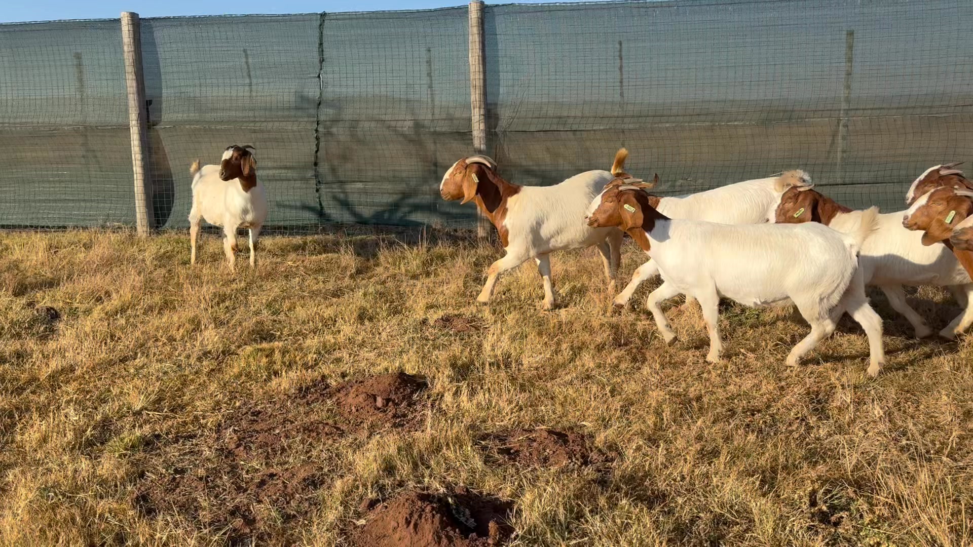 Rotsveld Boerdery Boerbok Stoet