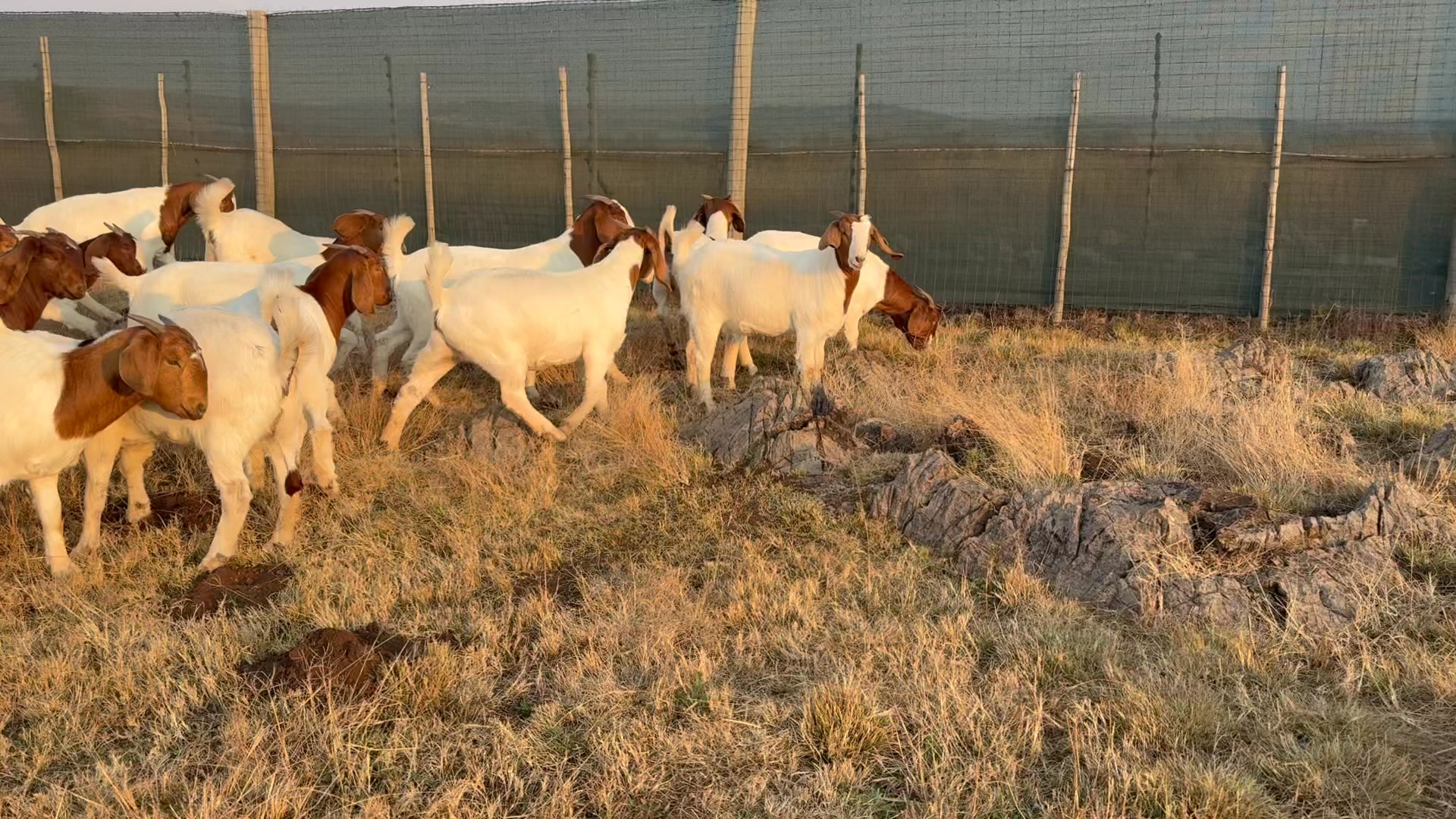 Rotsveld Boerdery Boerbok Stoet