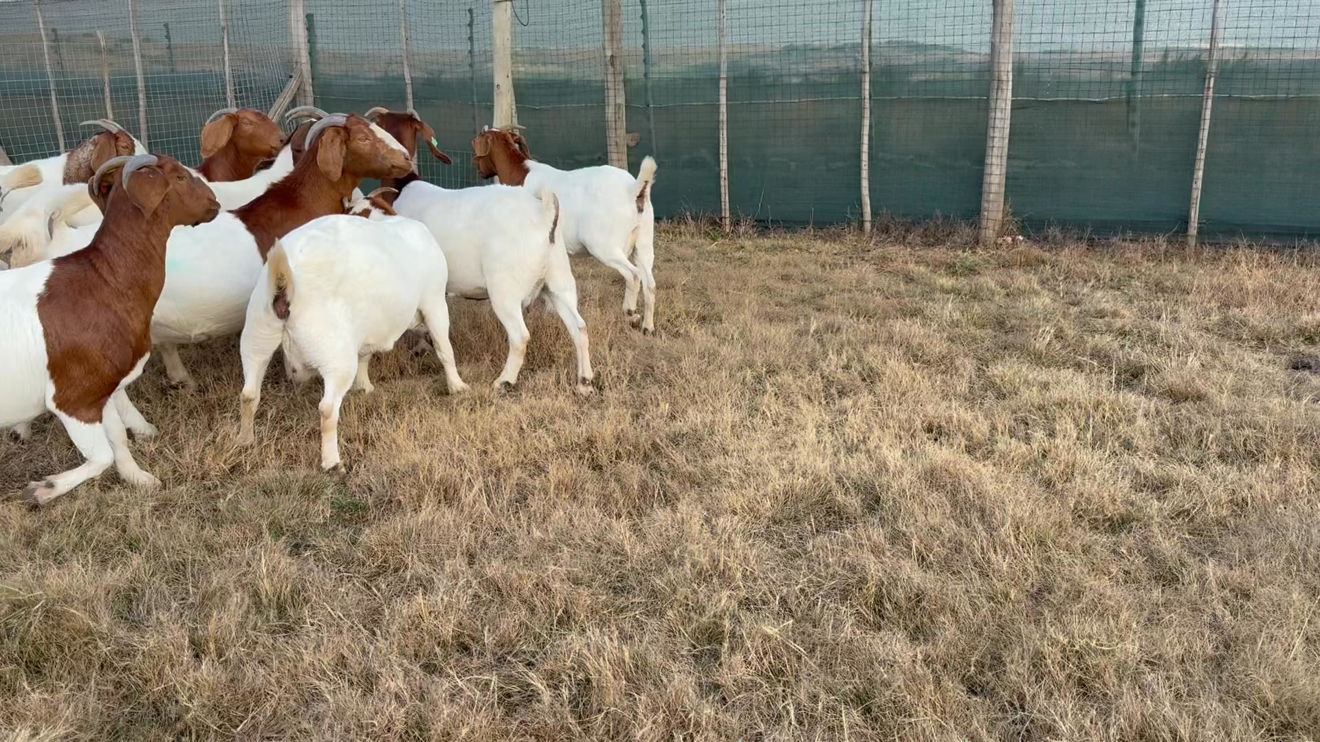 Rotsveld Boerdery Boerbok Stoet