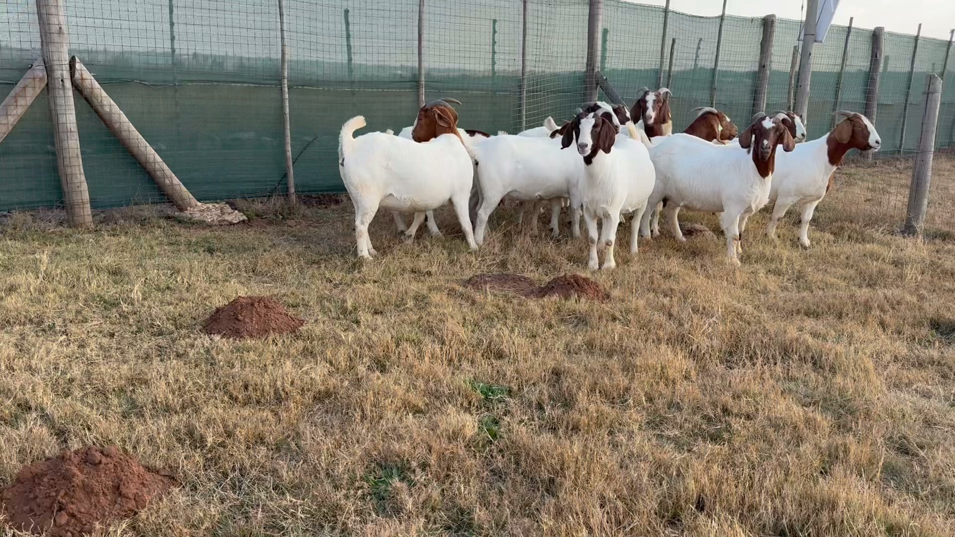 Rotsveld Boerdery Boerbok Stoet