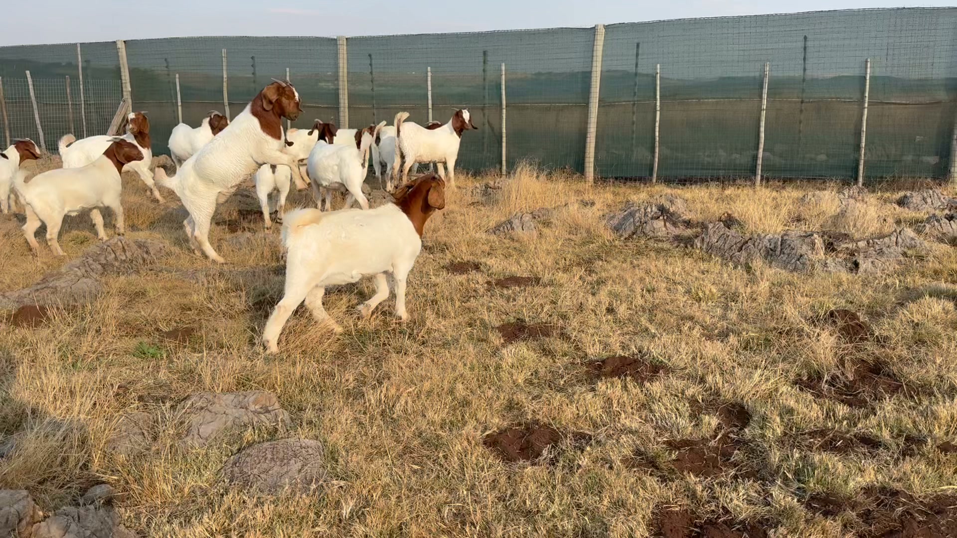 Rotsveld Boerdery Boerbok Stoet