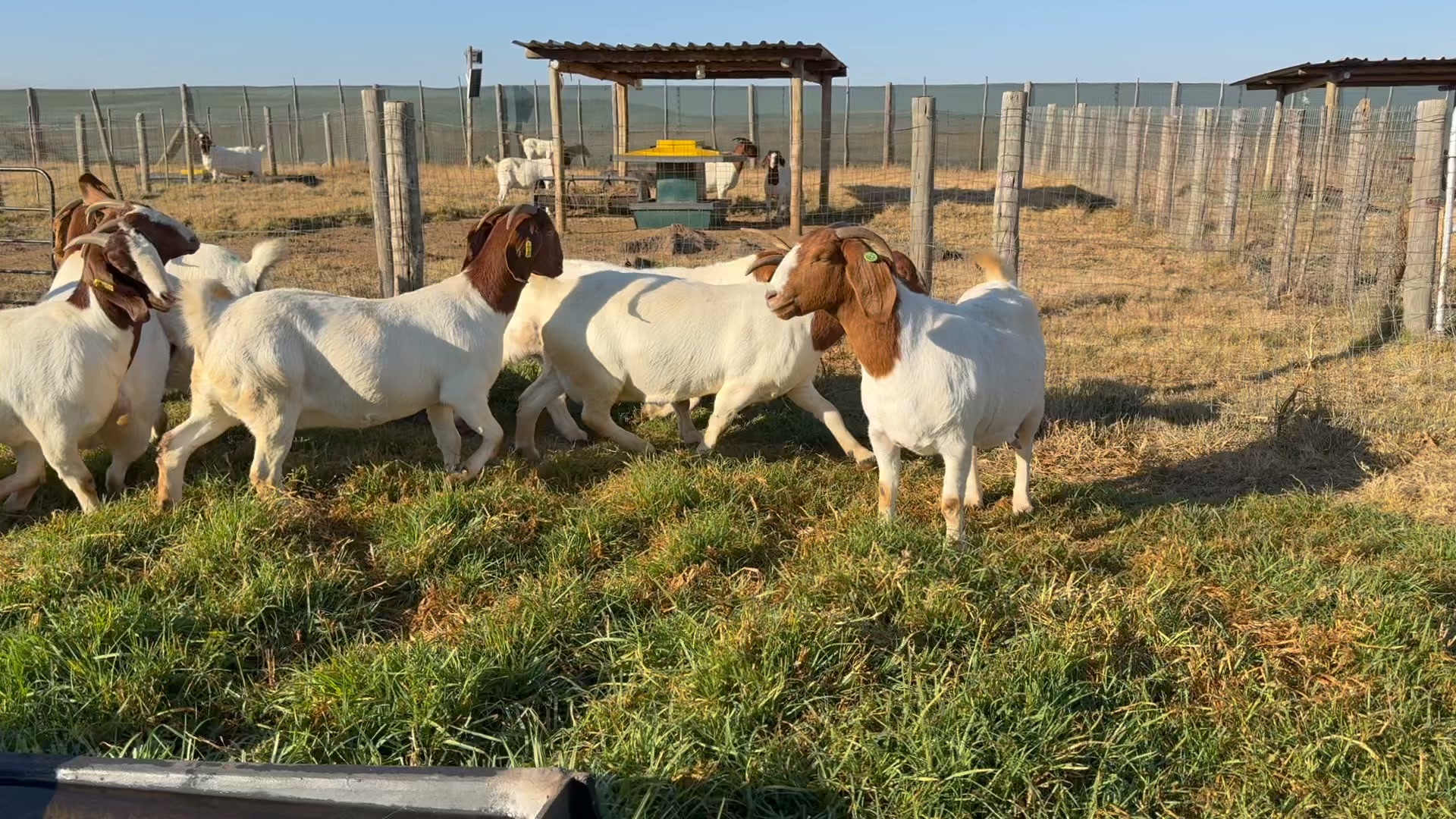 Rotsveld Boerdery Boerbok Stoet