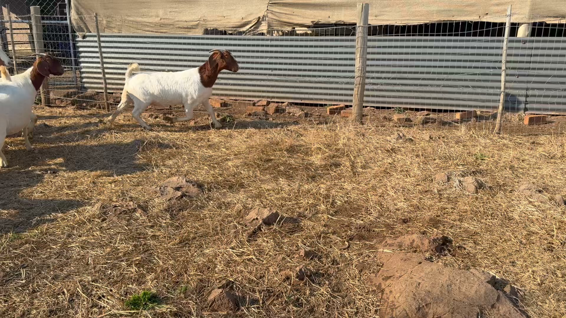 Rotsveld Boerdery Boerbok Stoet