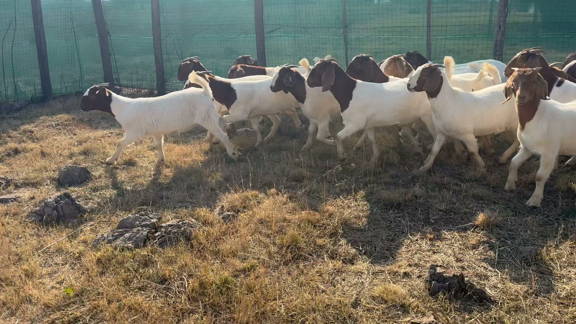 Rotsveld Boerdery Boerbok Stoet