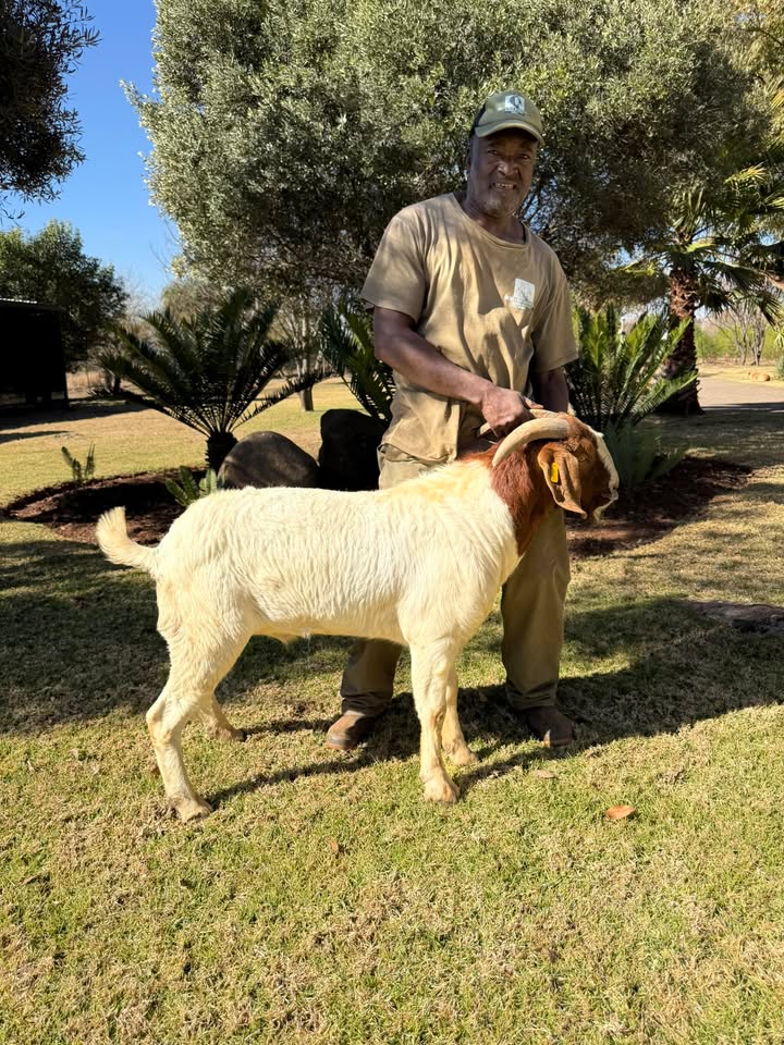 Rotsveld Boerdery Boerbok Stoet
