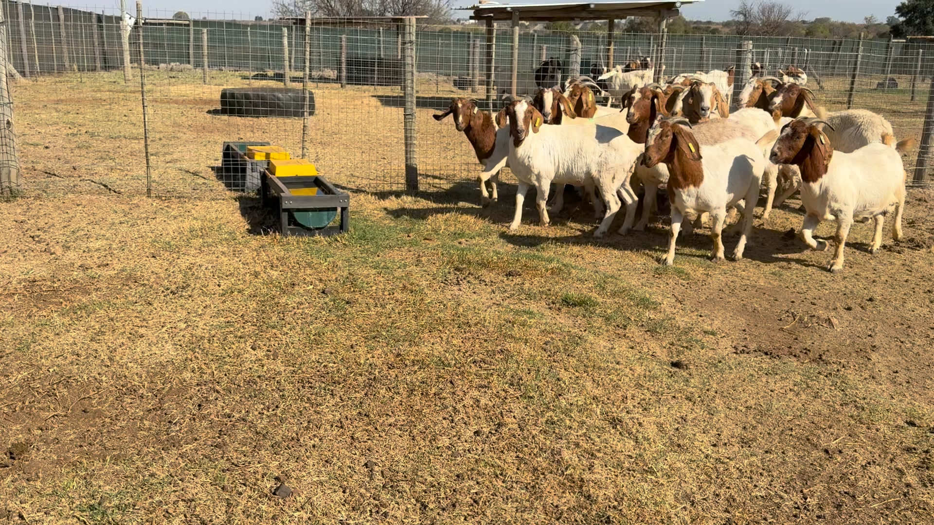 Rotsveld Boerdery Boerbok Stoet