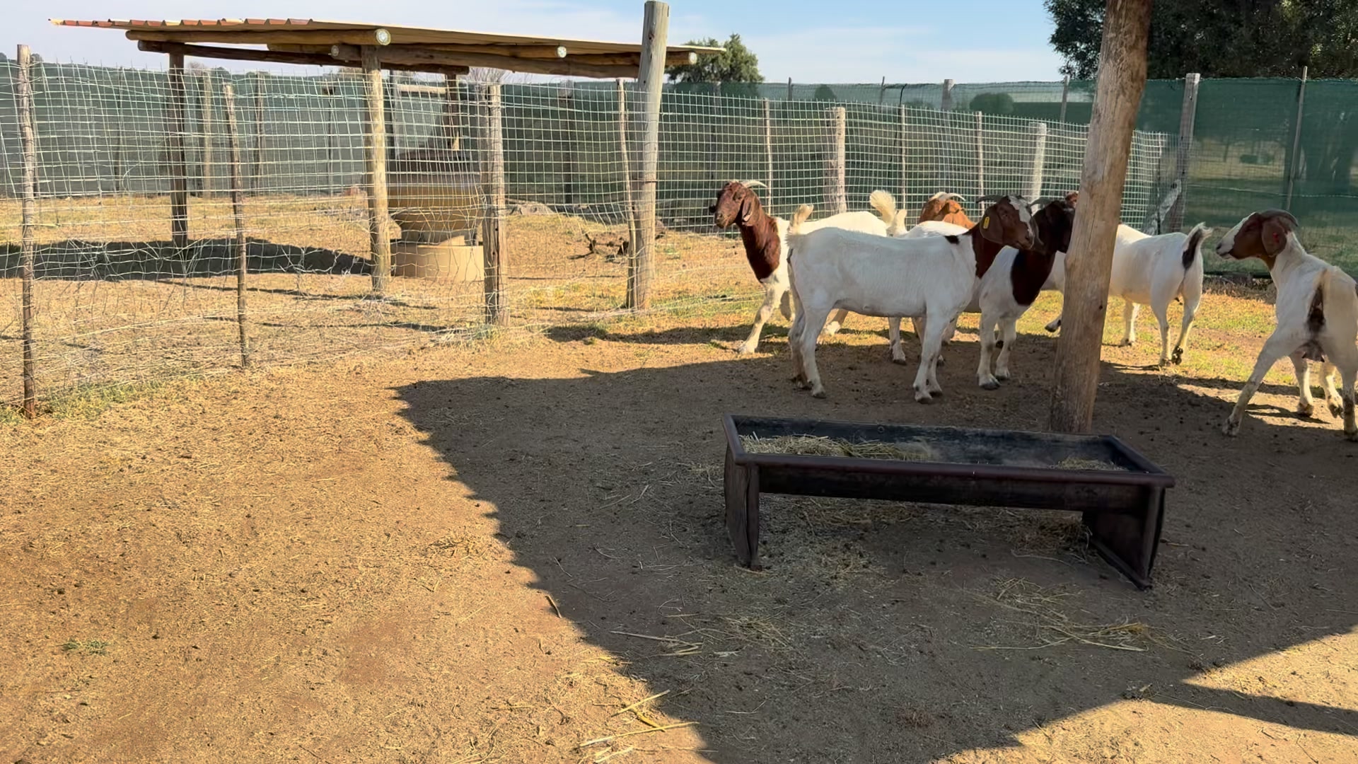Rotsveld Boerdery Boerbok Stoet