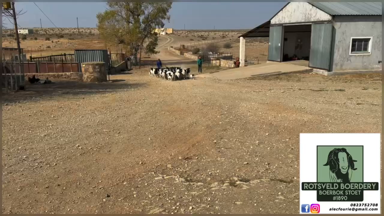 Rotsveld Boerdery Boerbok Stoet