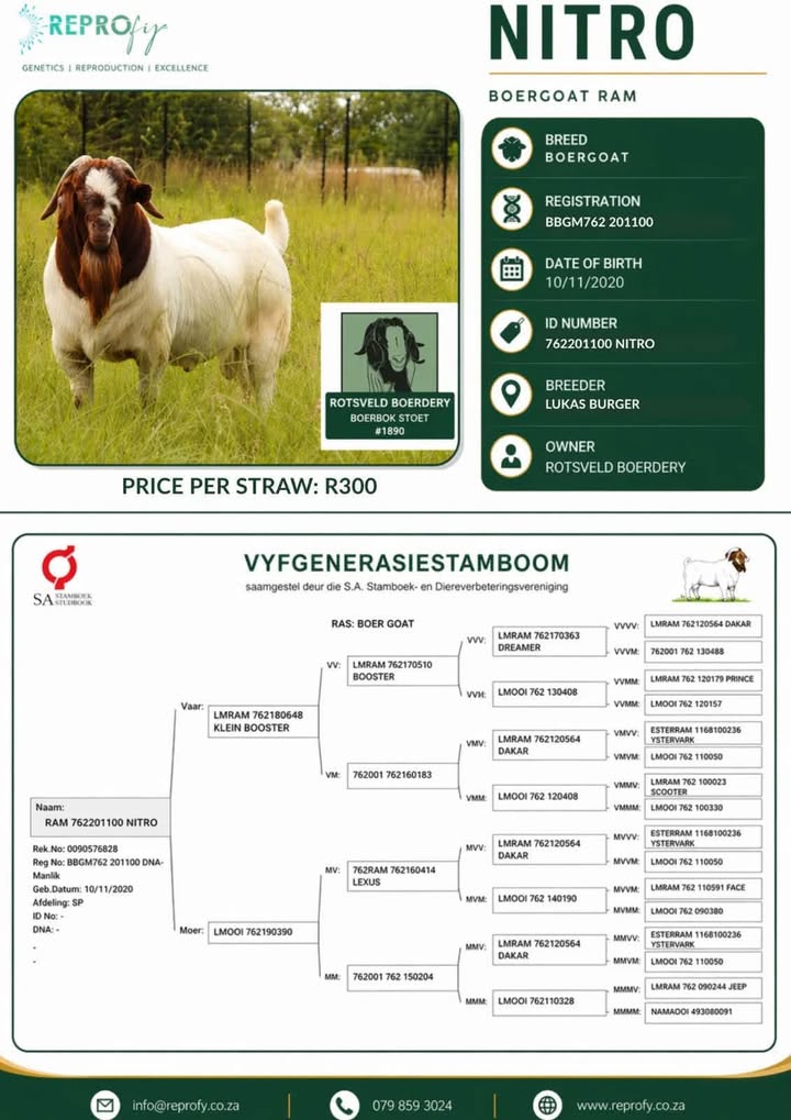 Rotsveld Boerdery Boerbok Stoet