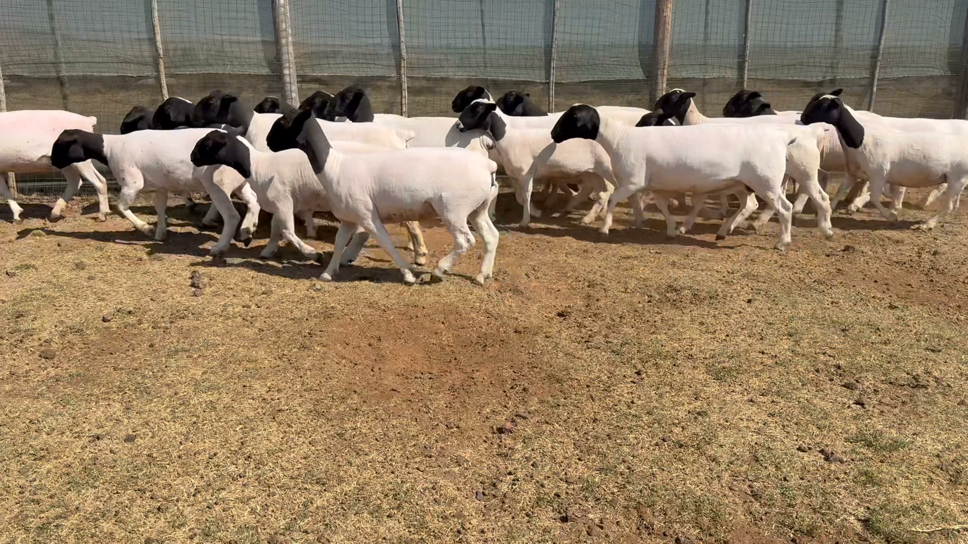 Rotsveld Boerdery Boerbok Stoet