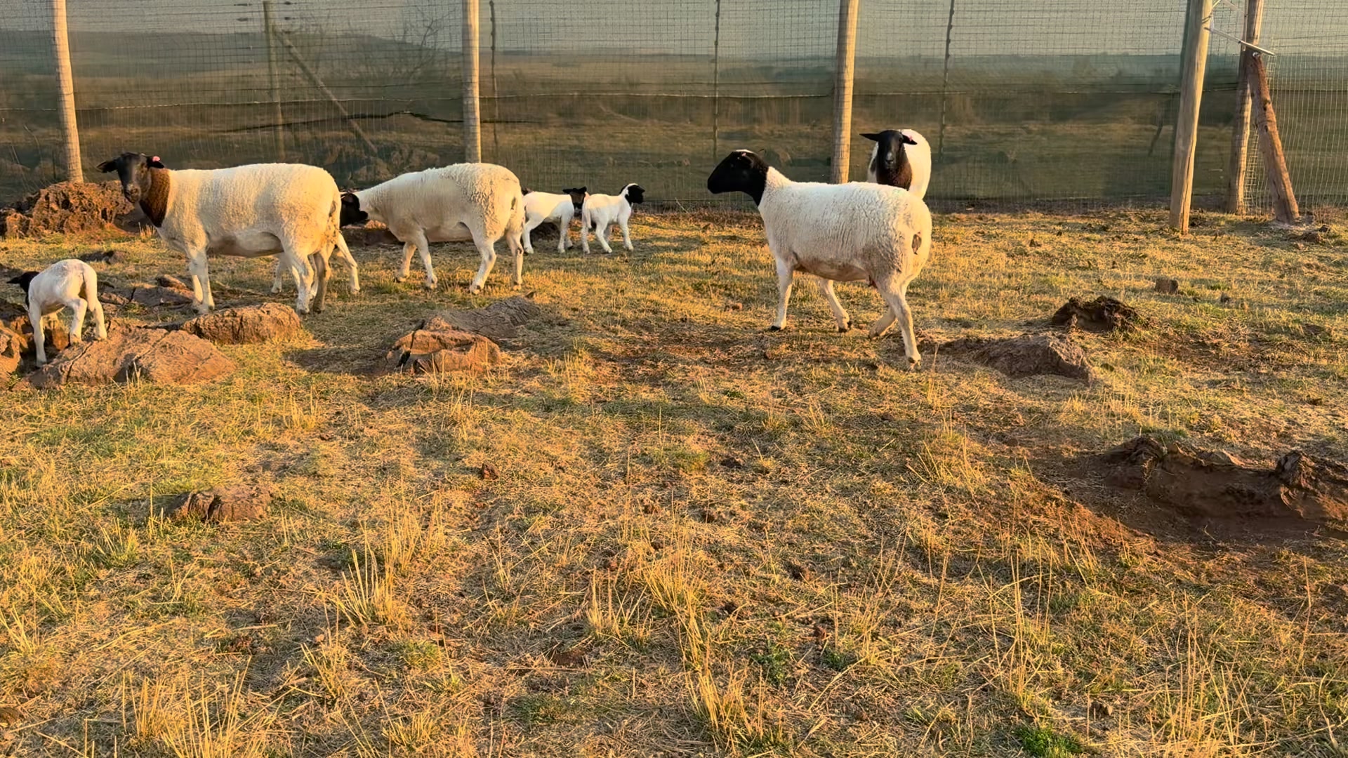 Rotsveld Boerdery Boerbok Stoet