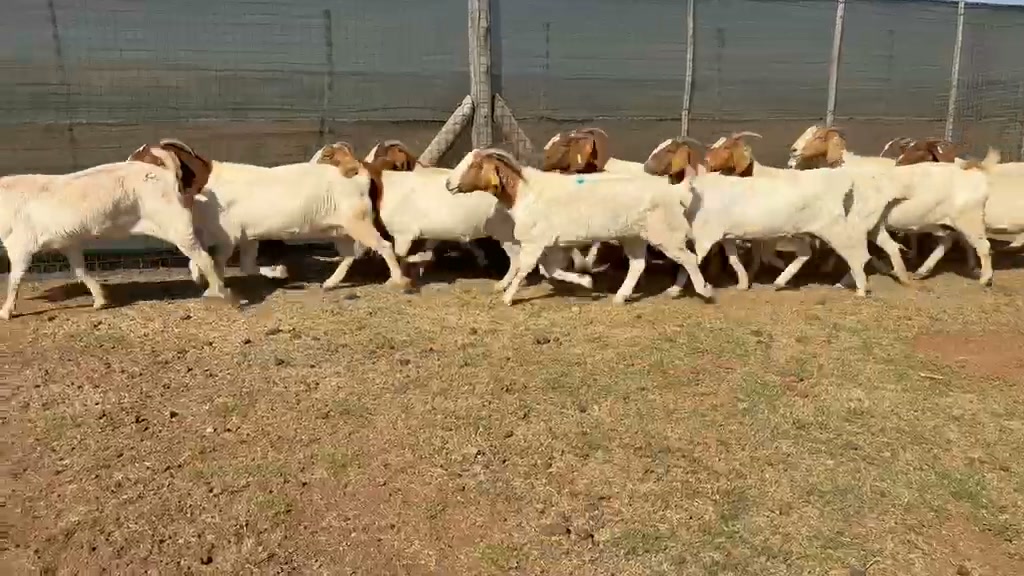 Rotsveld Boerdery Boerbok Stoet