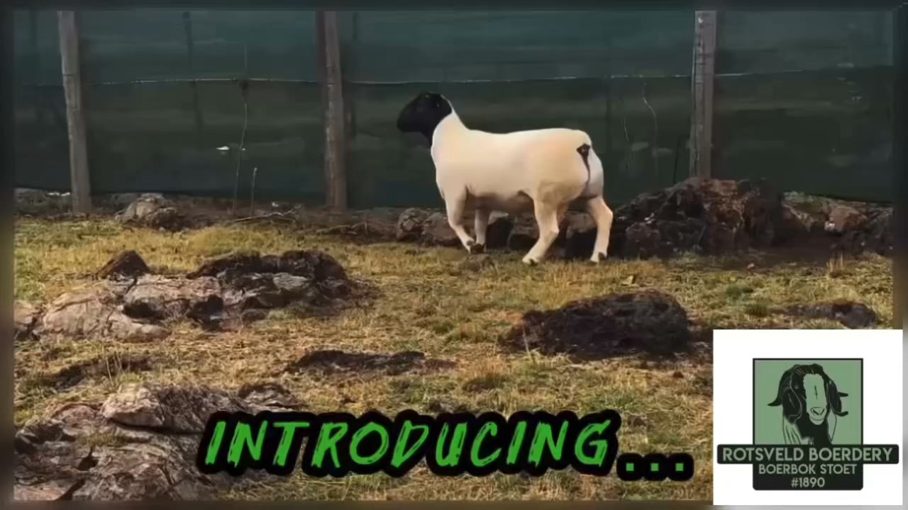 Rotsveld Boerdery Boerbok Stoet