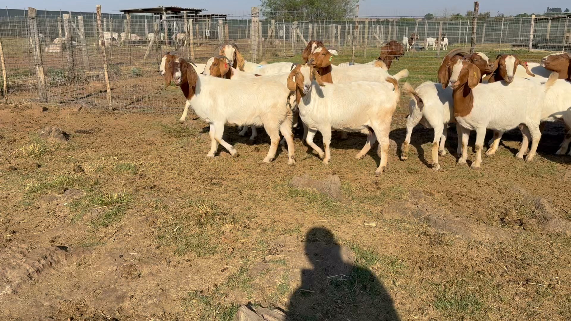 Rotsveld Boerdery Boerbok Stoet