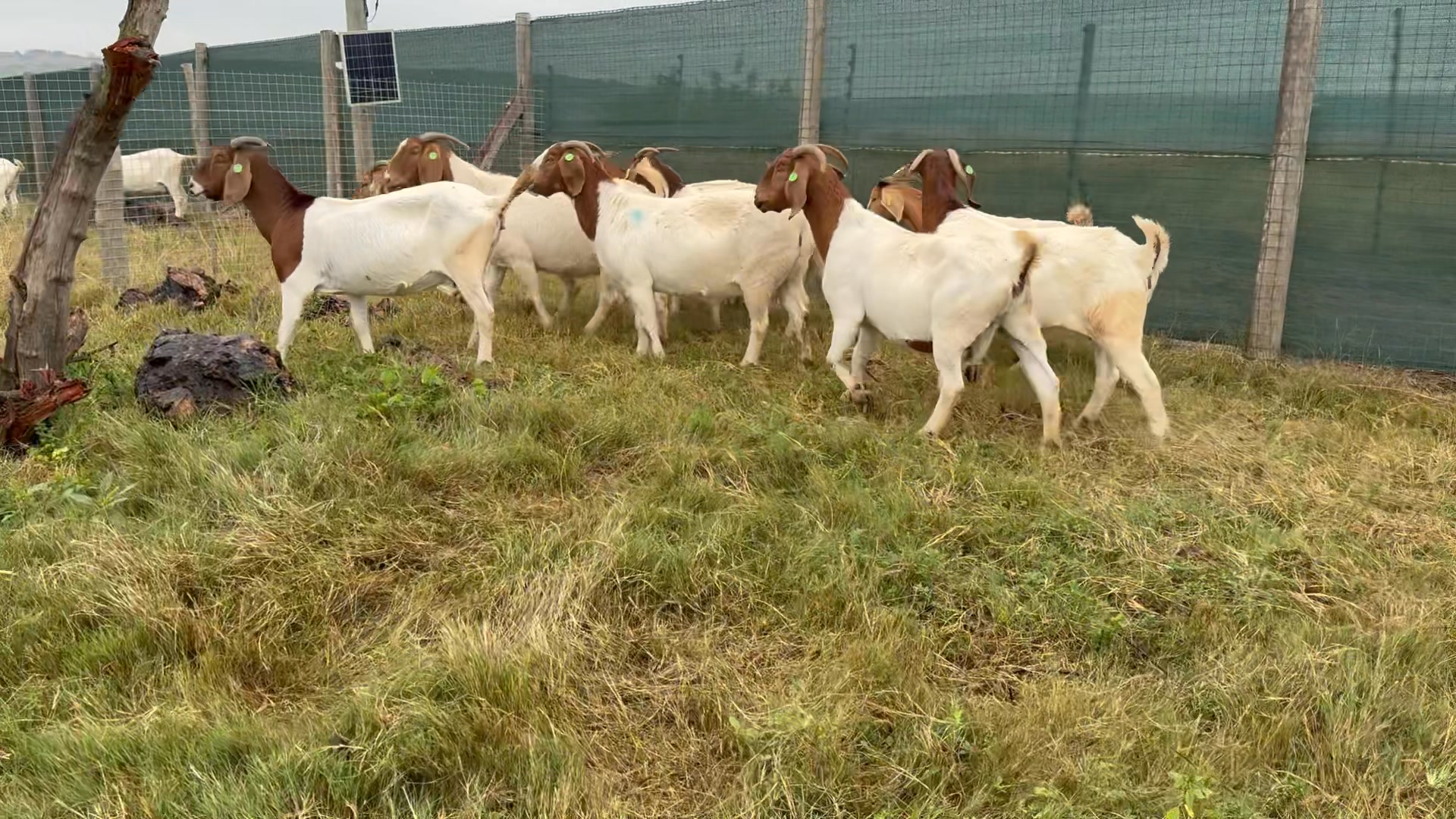 Rotsveld Boerdery Boerbok Stoet