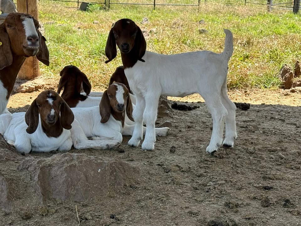 Rotsveld Boerdery Boerbok Stoet